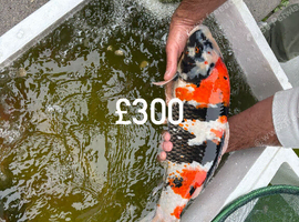 Koi carp