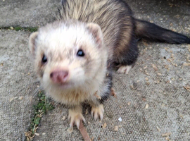 Wanted Female ferret /polecat