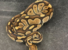 Chocolate Special Het Clown 50% Het Hypo