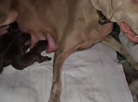 Kc'D Stunning Dobermann pups