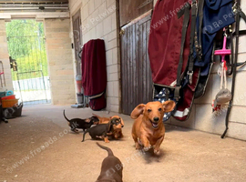Pra clear mini smooth dachshund pups