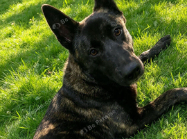 Dutch herder Puppy