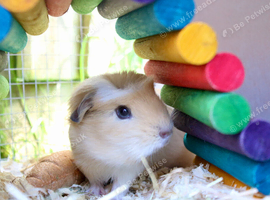 Single male smooth guinea pig