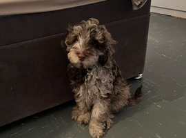 F2 COCKERPOO