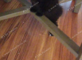 Kitten
