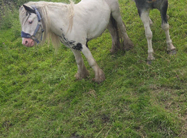8 years old gelding