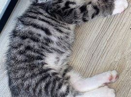 Tabby Boy