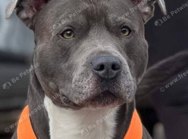 50+ successful litters. Blue staffy
