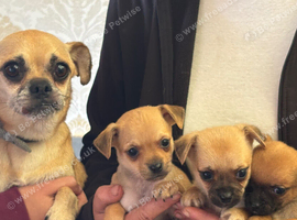 Pug cross jack Russel