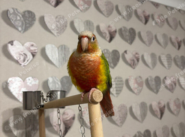 pineapple cheek conure
