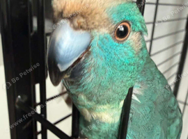 Blue pied kakarikis
