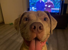 1 year old Mastiff cross