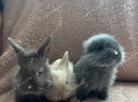 Gorgeous Baby Lionhead Rabbits