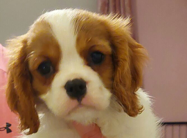 Kc Reg Cavalier King Charles Spaniel puppies