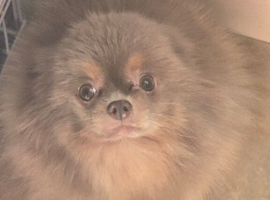 KC reg Pastel Lilac and tan female pomeranian