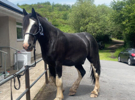 Shire for sale