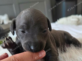 Stunning boy available