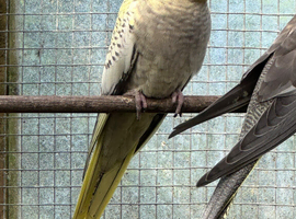 Adult cockatiel available