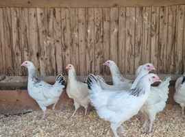 Light sussex and white leghorn hybrid hens