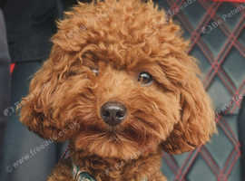 Handsome K.C Reg Red Toy poodle stud