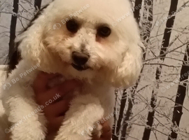 Bichon friz