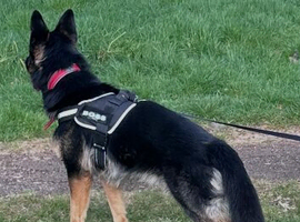 German shepherd