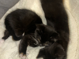 Two kittens