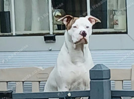 American bulldog