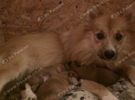 Lovingly Brought up German Spitz Puppies
