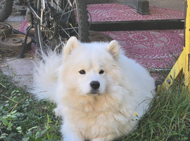 KC registered Pure Bred Samoyed Puppies