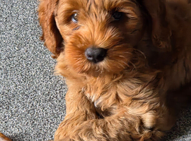 Full Australian labradoodle Male