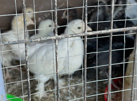 Various bantam chicks for sale sr4