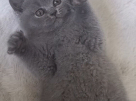 Blue kittens