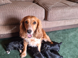 Cocker spaniel puppy for sale