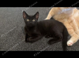 1 male and 1 female mixed breed kitten