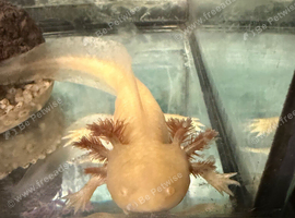 Male axolotl