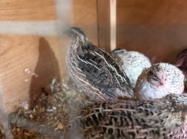 Quails for sale