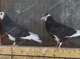 Deep Birmingham roller pigeons