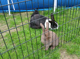 5 bunnies looking for new homes