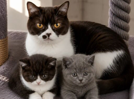 BRITISH SHORTHAIR & LONGHAIR