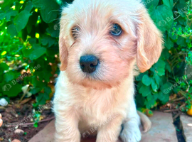 F1 Cavador Puppies
