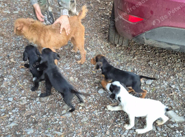 4 lakeland cross jrt