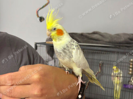 Hand Tame Female