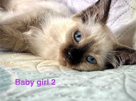 LAST 1- Girl READY NOW RAGDOLL KITTENS