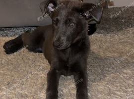 Gray German shepherd female