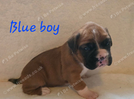 Beautiful red and white boxer puppies