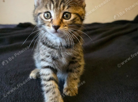 Cute & Playful baby cat Ready for New Homes
