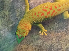 High Red Day Gecko juvenile