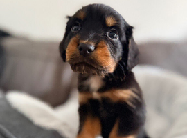 Beautiful Cocker Spaniel Puppy