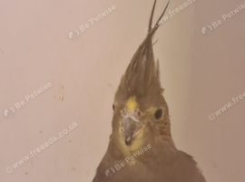 lovely cockatiel
